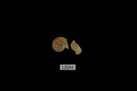 藏品(臺灣鼈甲蝸牛)的圖片
